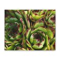 Succulent Garden Canvas Print