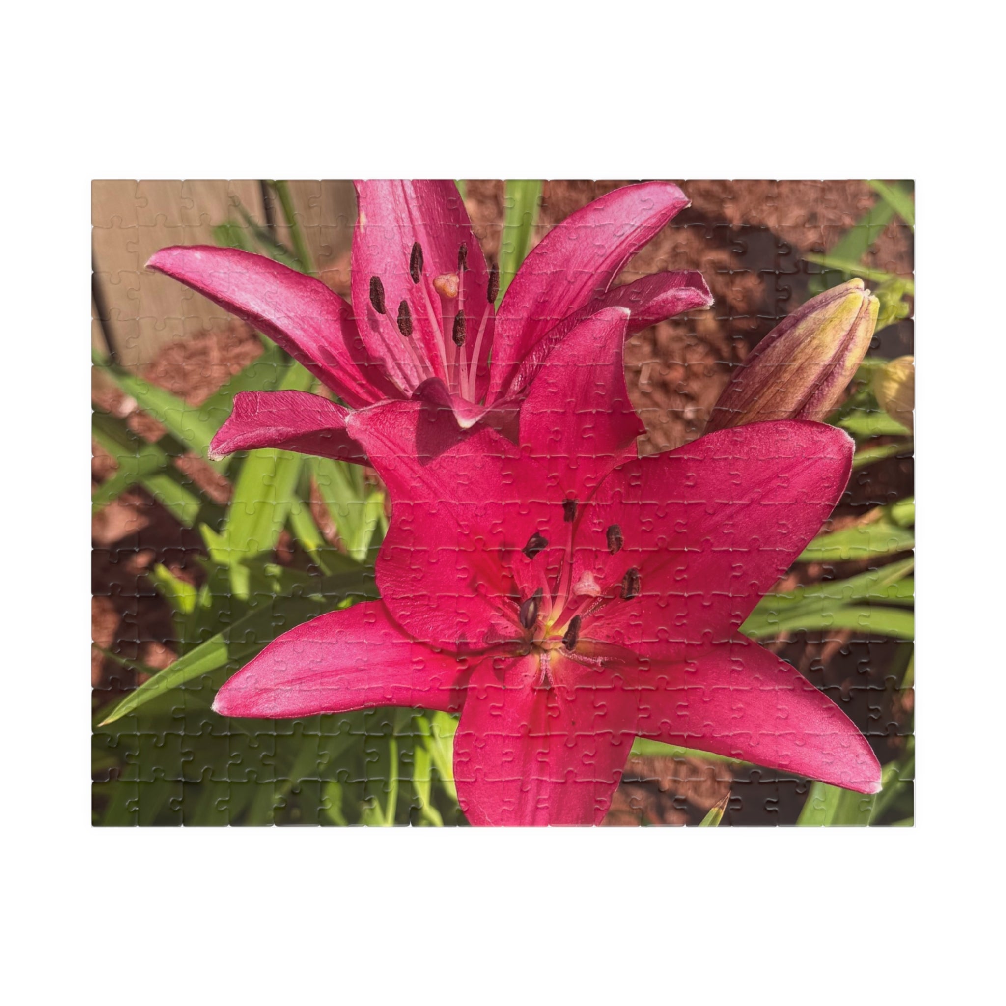 Pink Asiatic Lily Jigsaw Puzzle