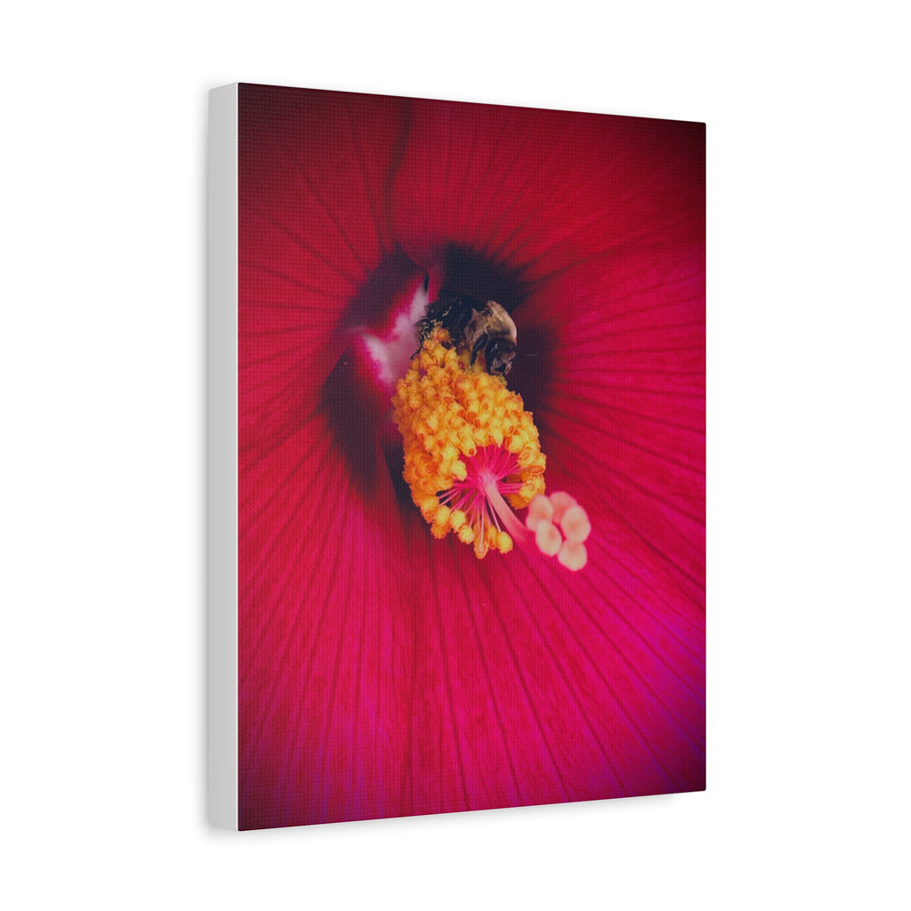 Sleeping Bee Canvas Print