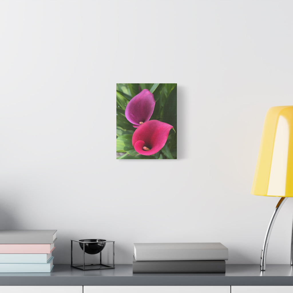 Two Pink Calla Lilies Canvas Print