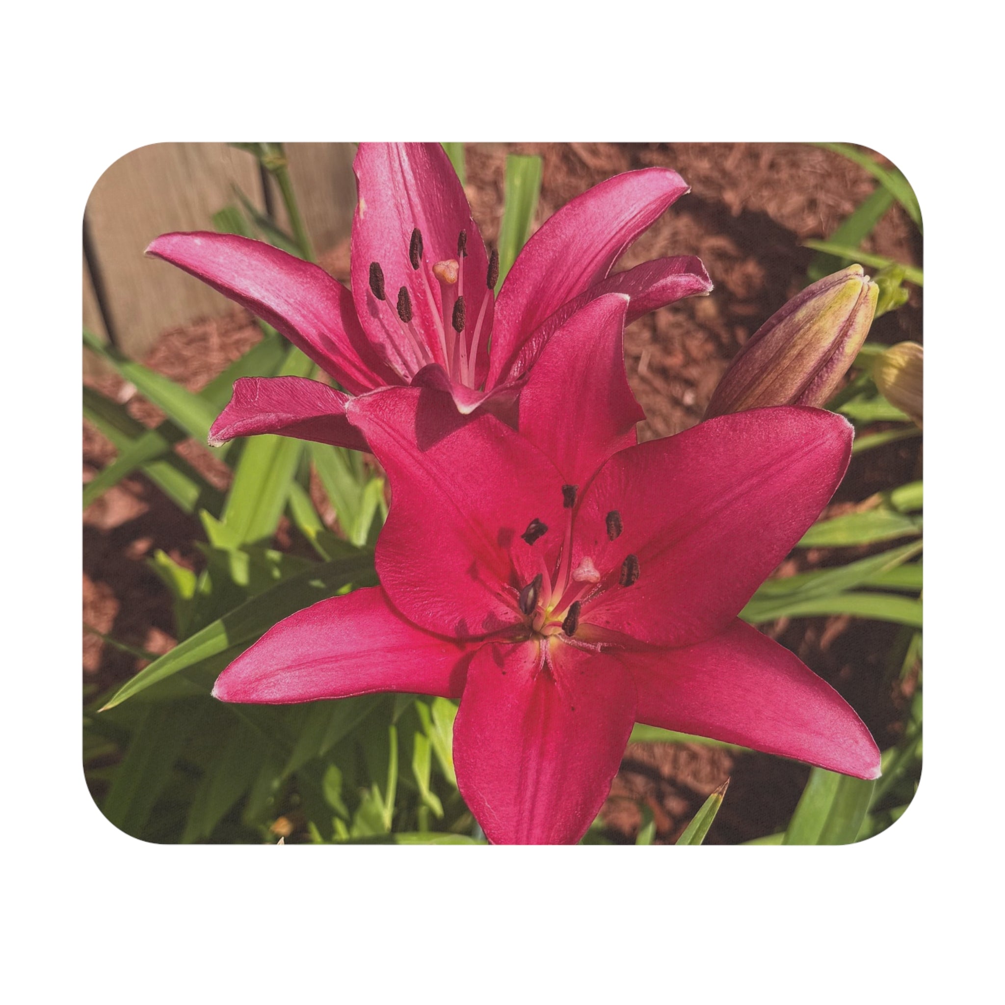 Pink Asiatic Lily Floral Mouse Pad