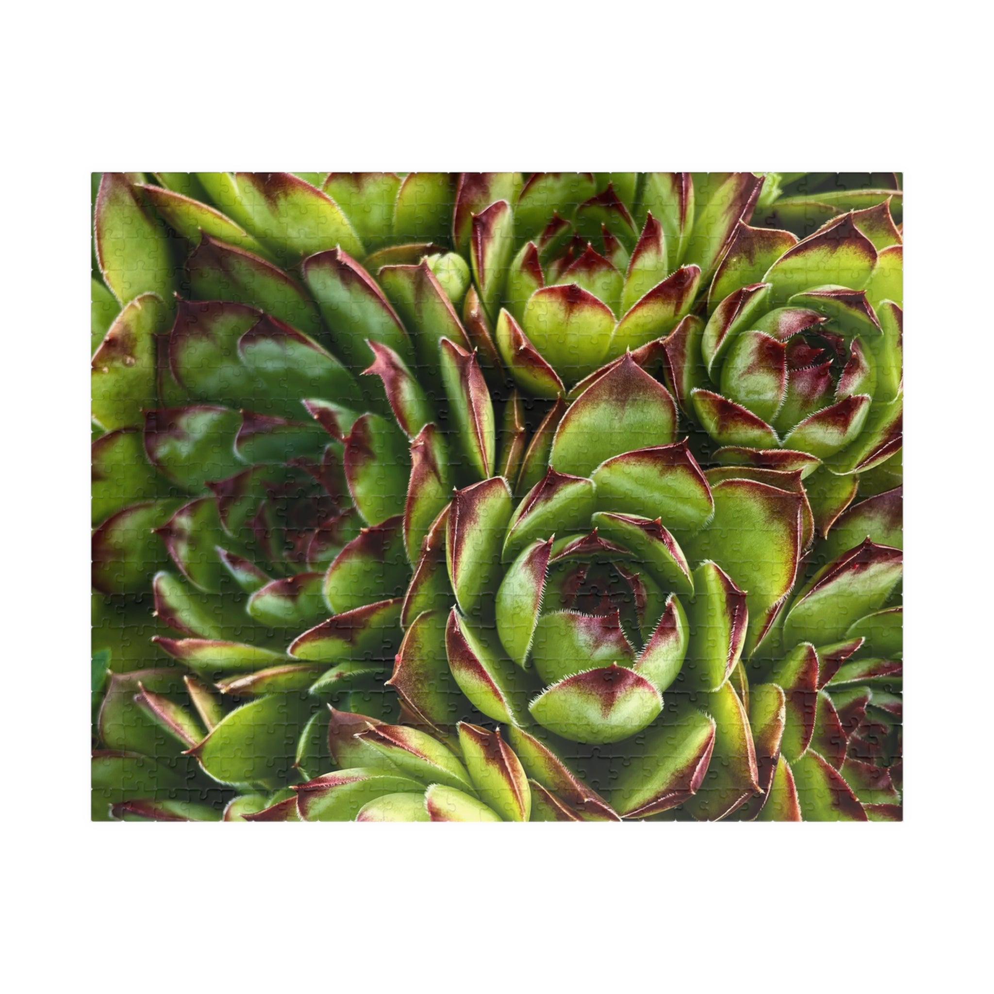 Succulent Garden Jigsaw Puzzle