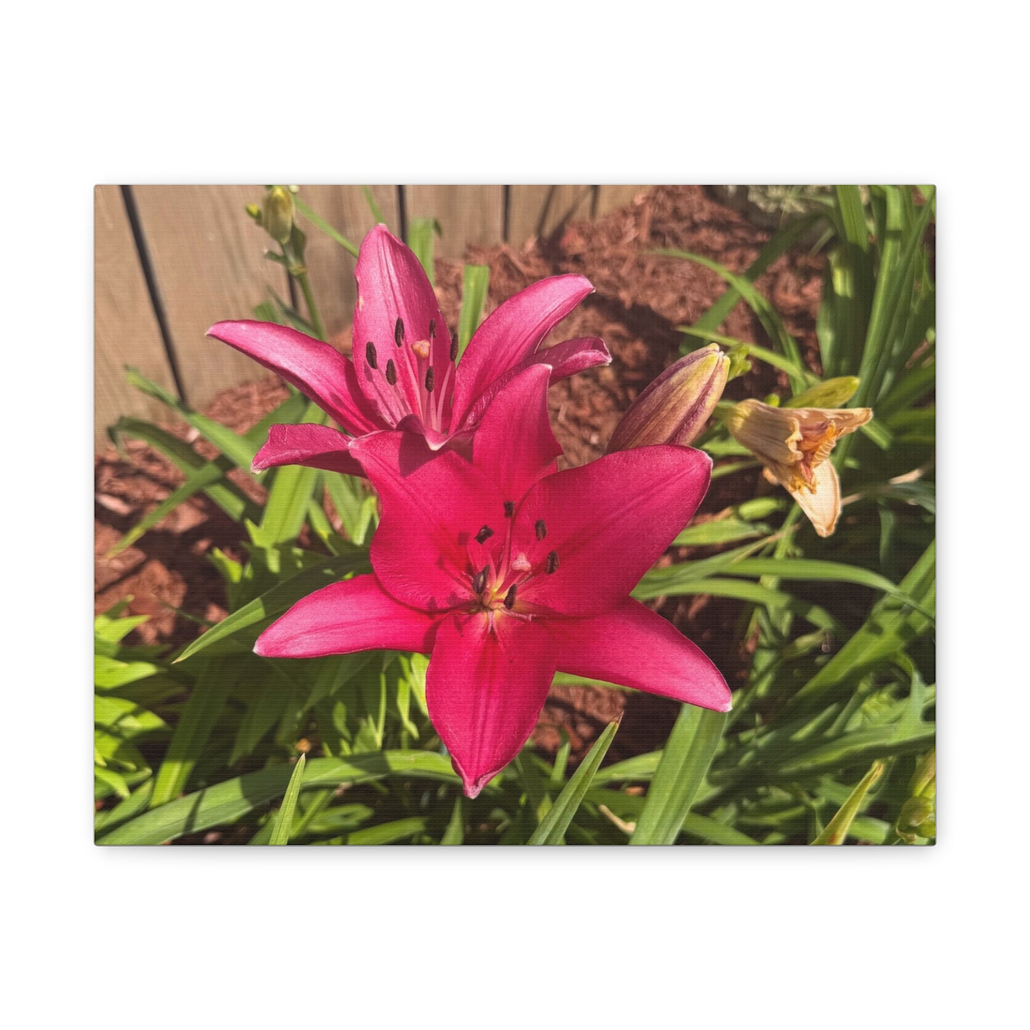 Pink Asiatic Lily Canvas Print