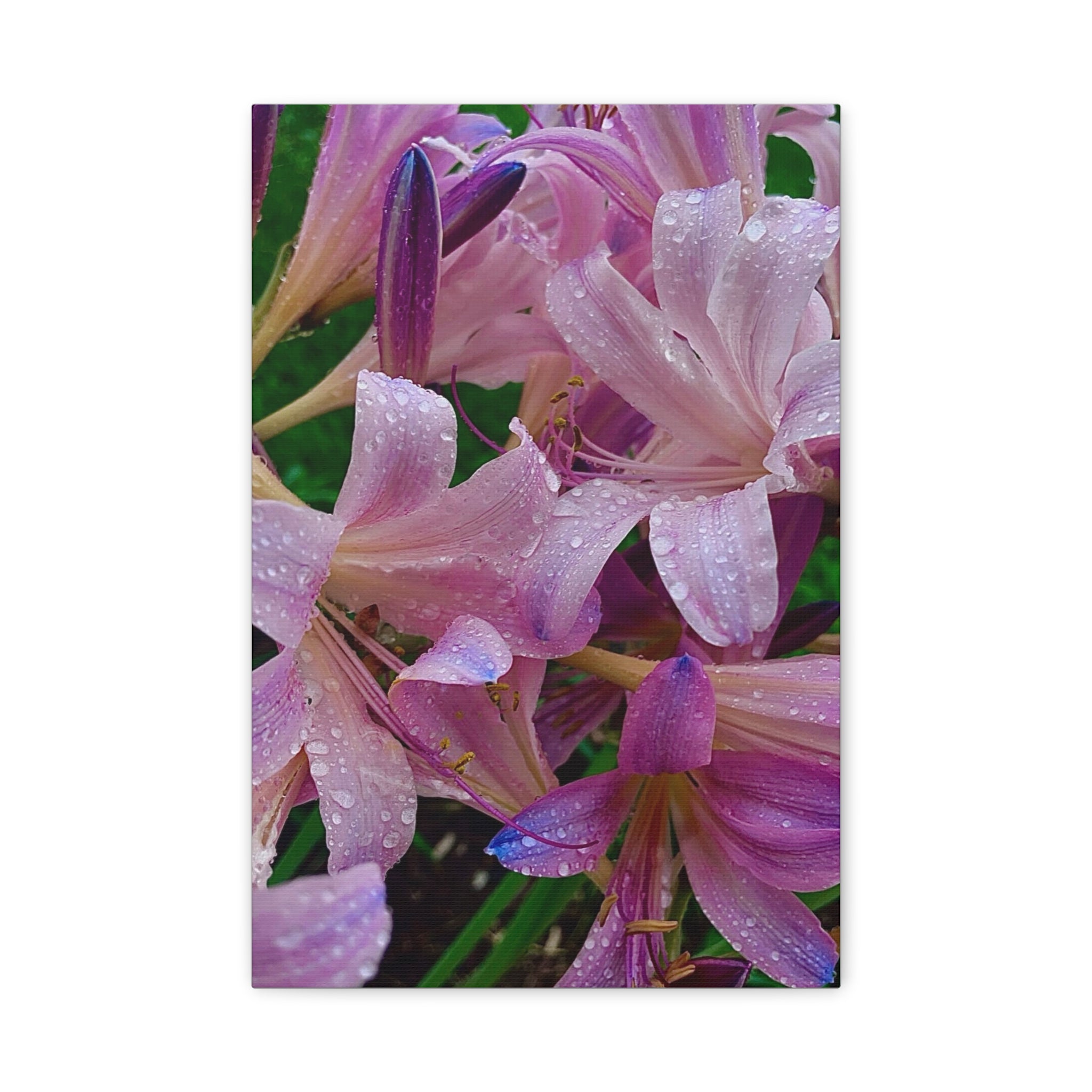 Rainy Pink Lilies Canvas Print