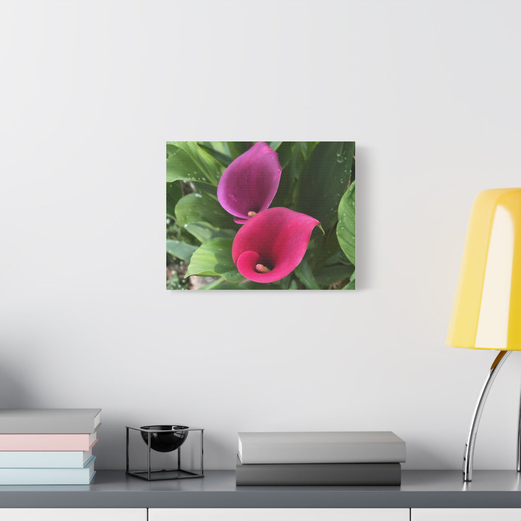Two Pink Calla Lilies Canvas Print