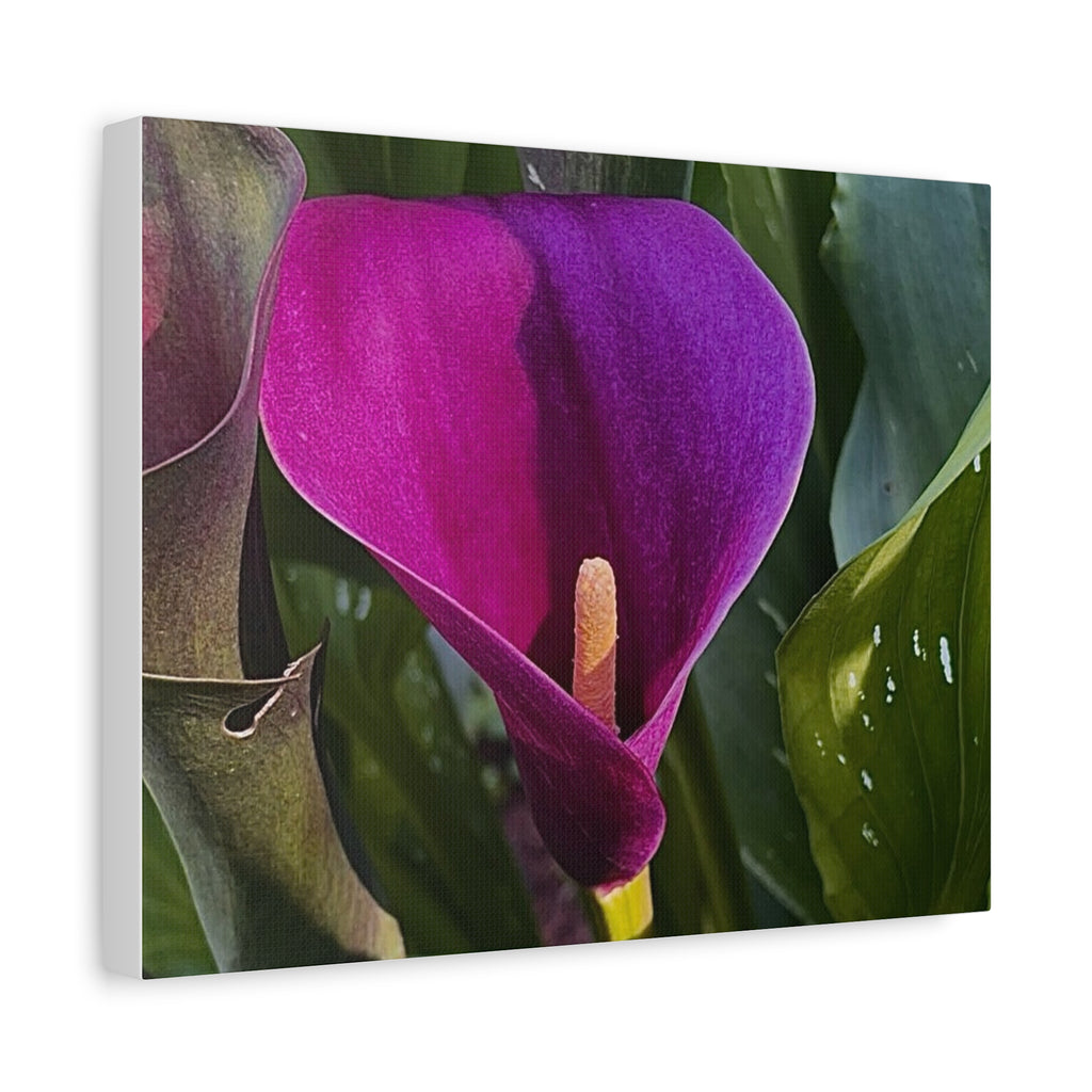 Purple Calla Lily Canvas Print