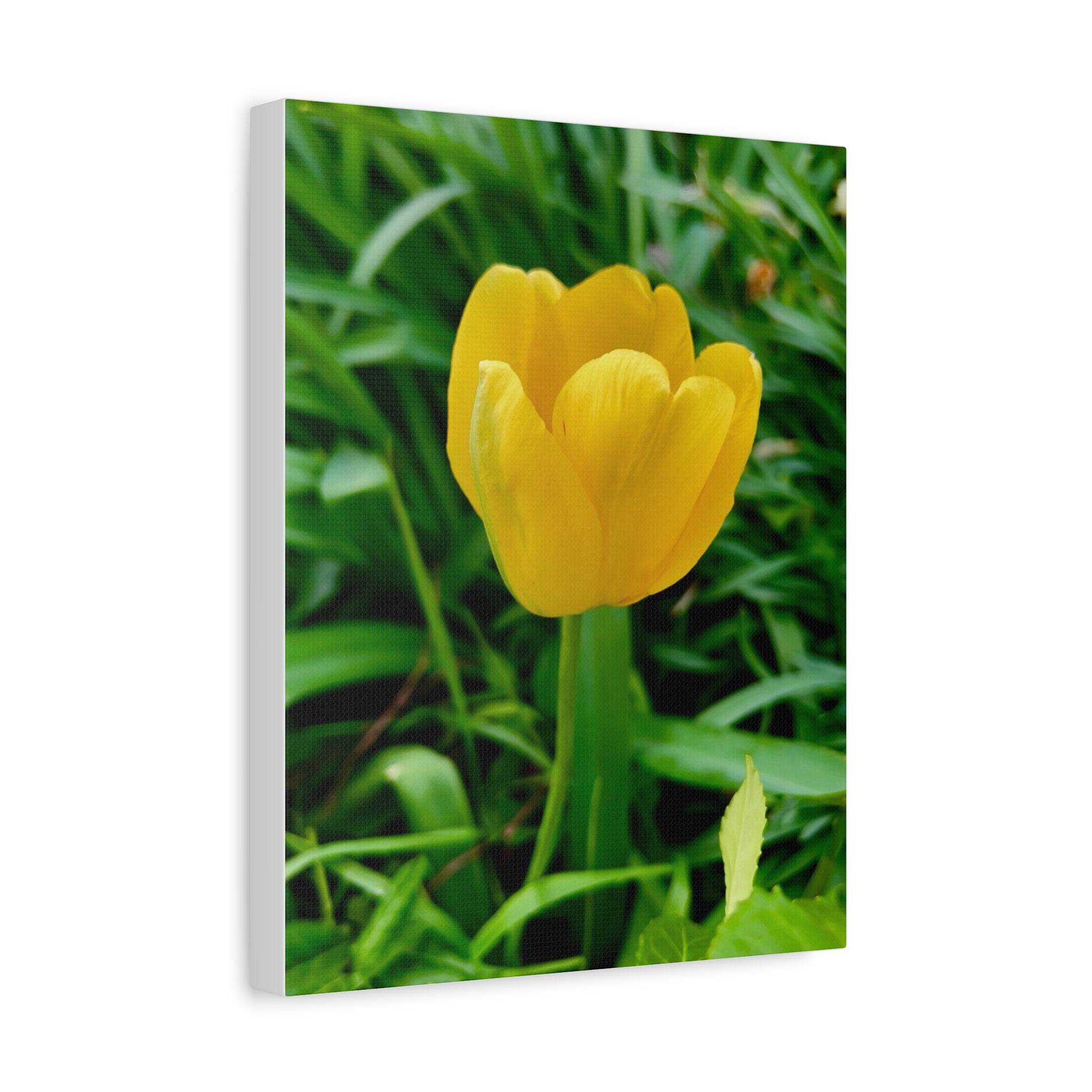 Yellow Tulip Canvas Print