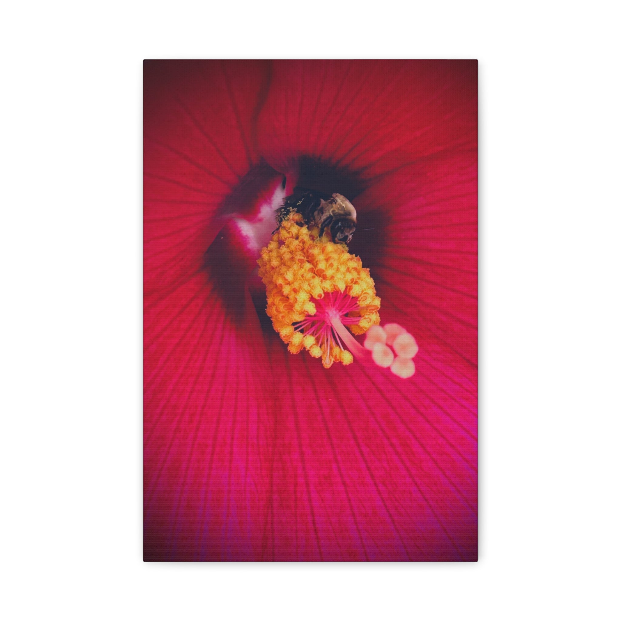 Sleeping Bee Canvas Print