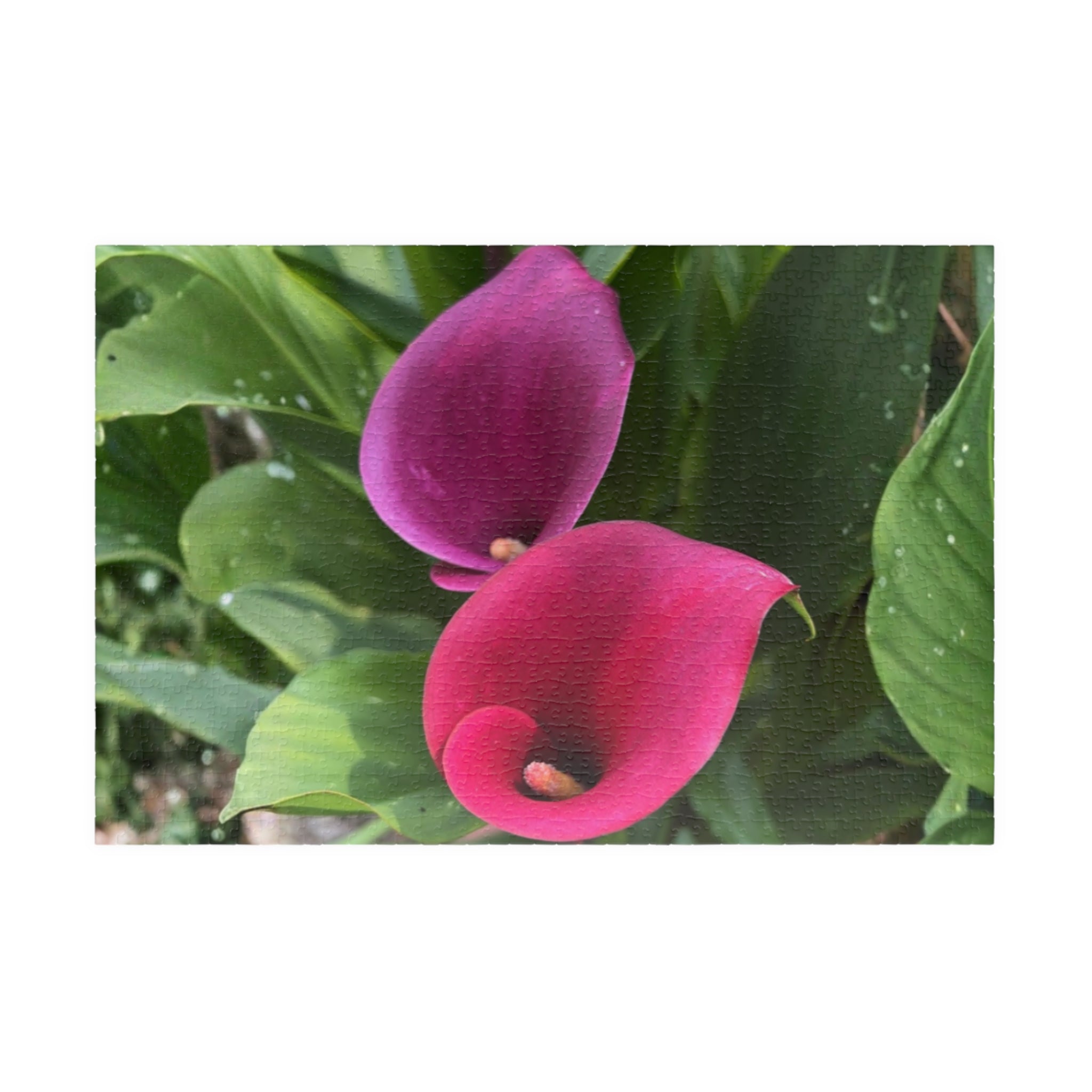 Two Pink Calla Lilies Jigsaw Puzzle