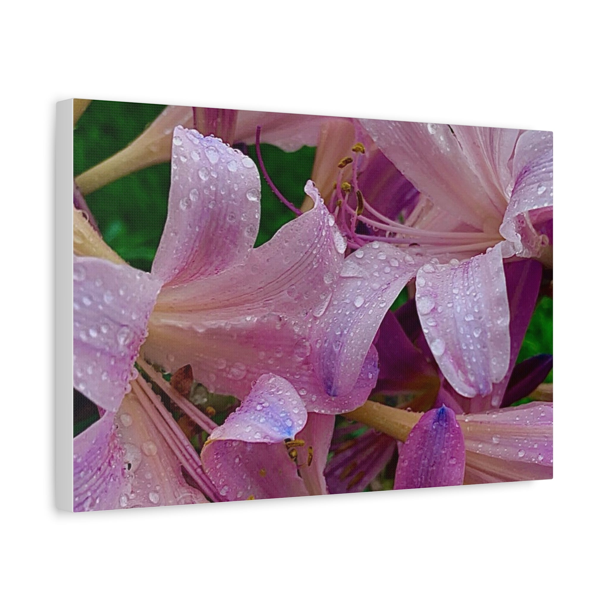 Rainy Pink Lilies Canvas Print