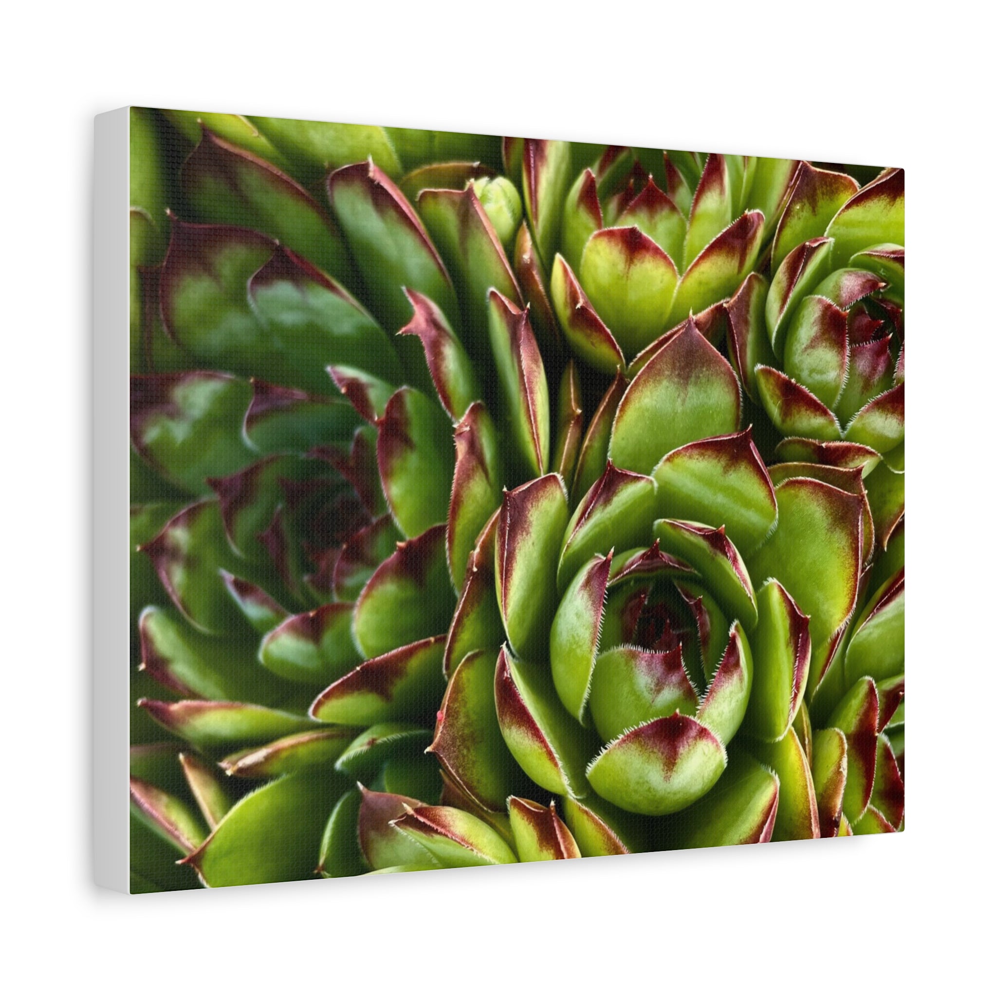 Succulent Garden Canvas Print