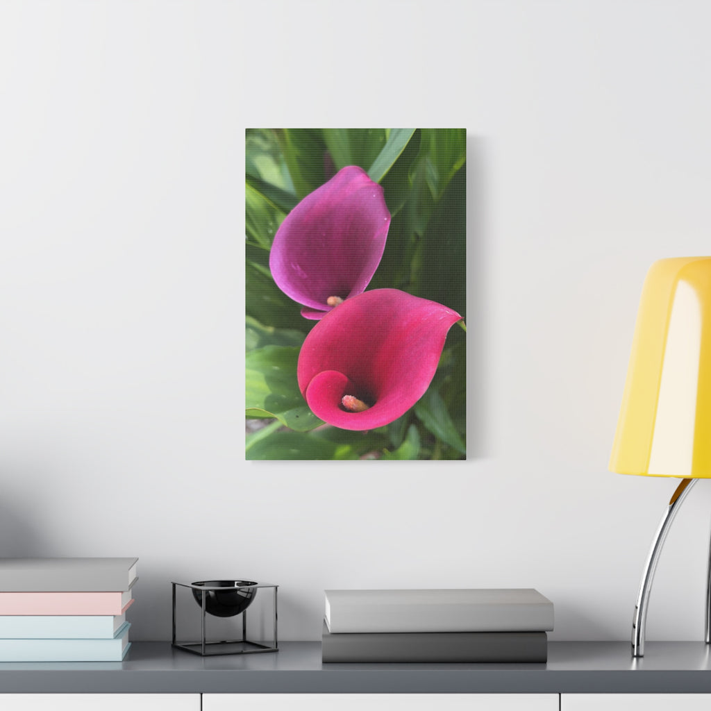 Two Pink Calla Lilies Canvas Print
