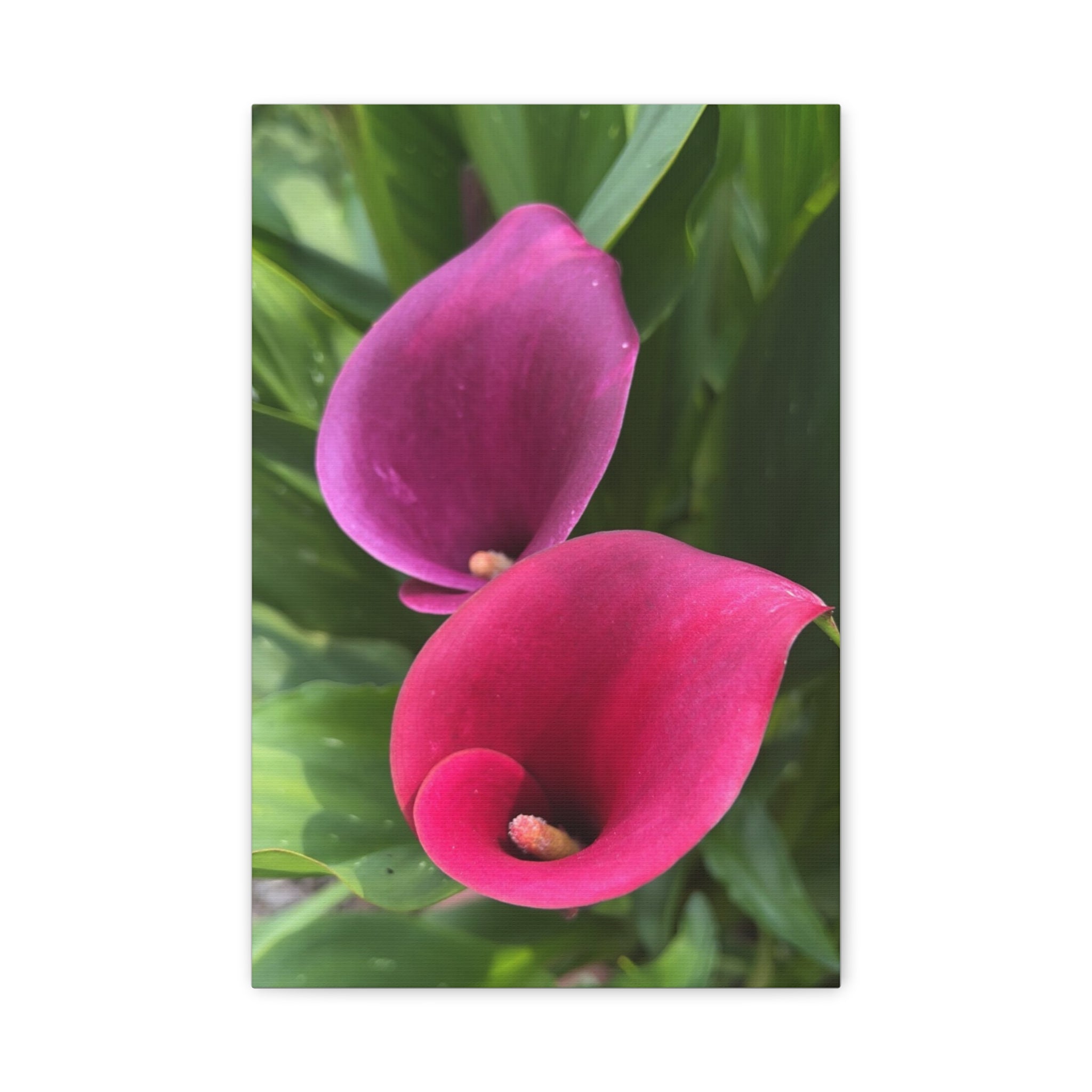 Two Pink Calla Lilies Canvas Print