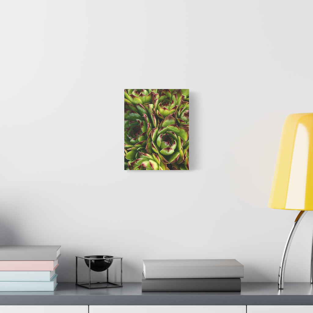 Succulent Garden Canvas Print