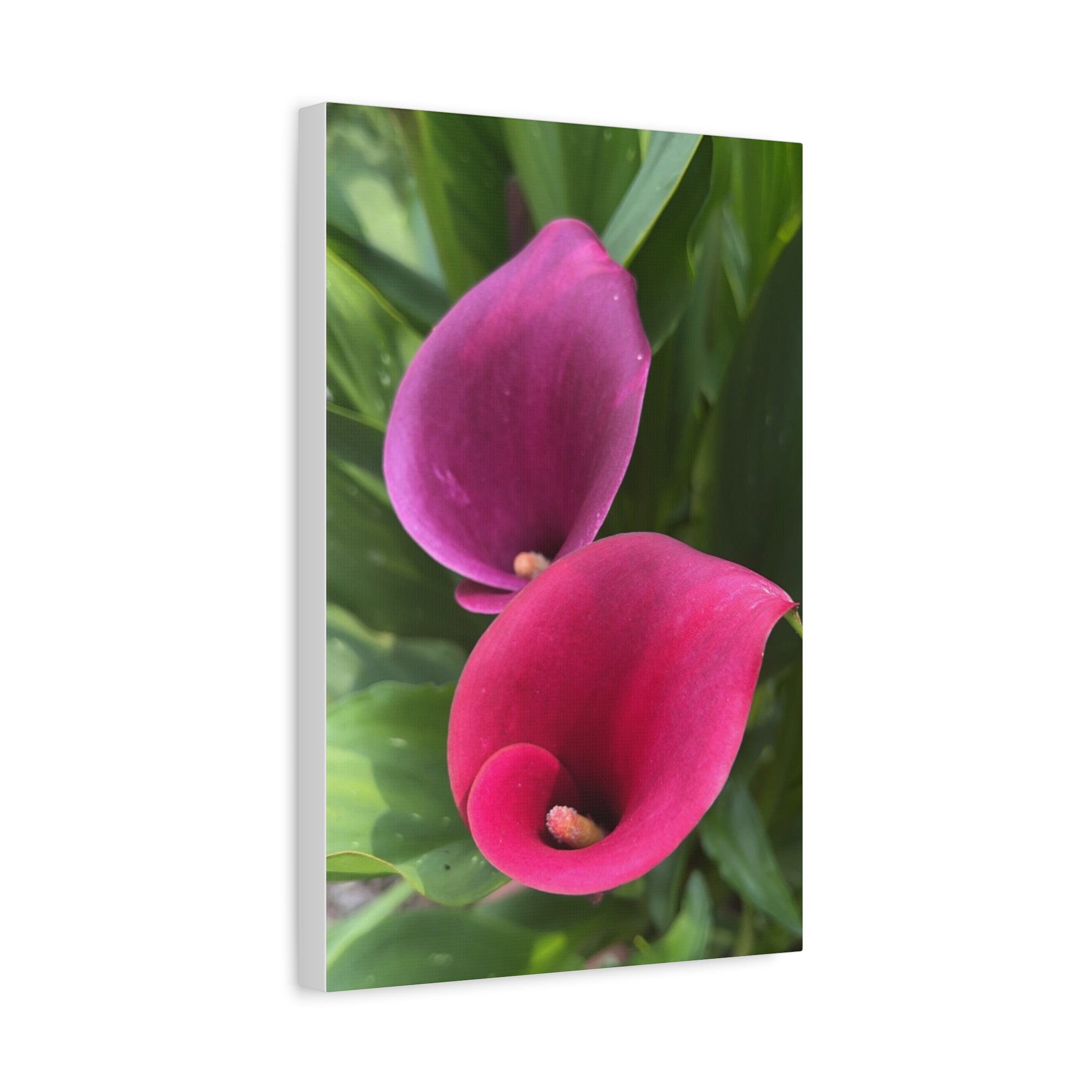 Two Pink Calla Lilies Canvas Print