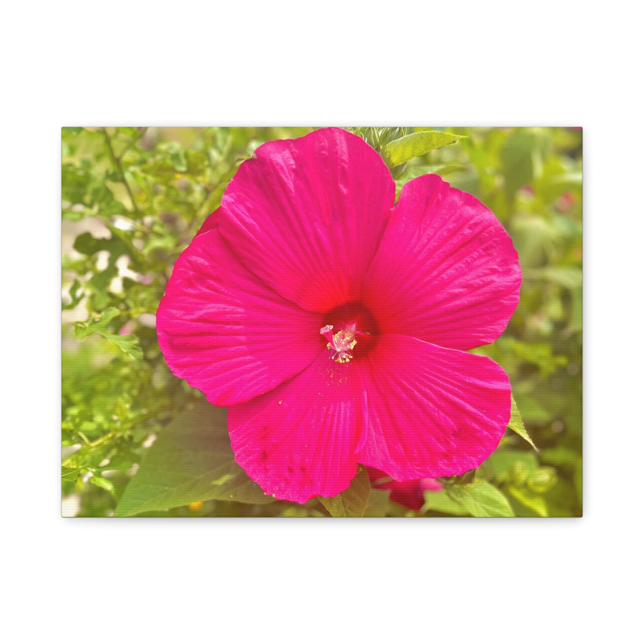Hot Pink Hibiscus Canvas Print