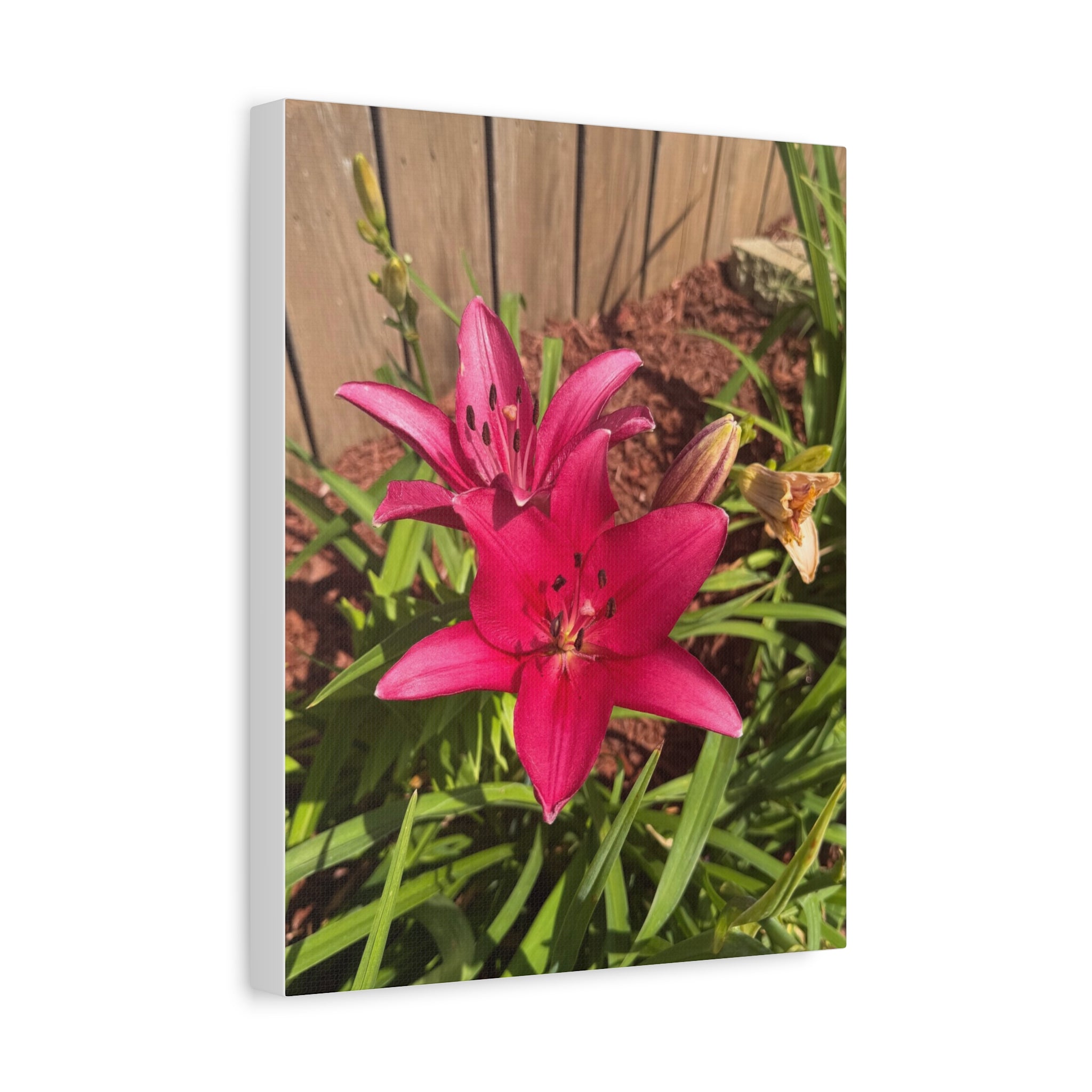 Pink Asiatic Lily Canvas Print
