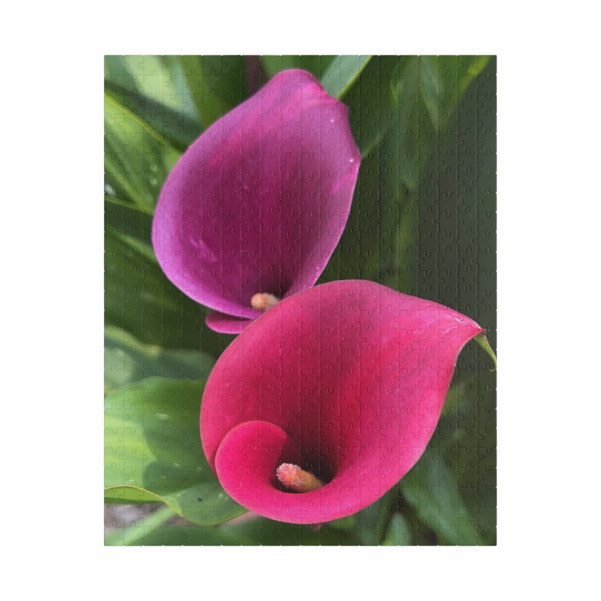 Two Pink Calla Lilies Jigsaw Puzzle