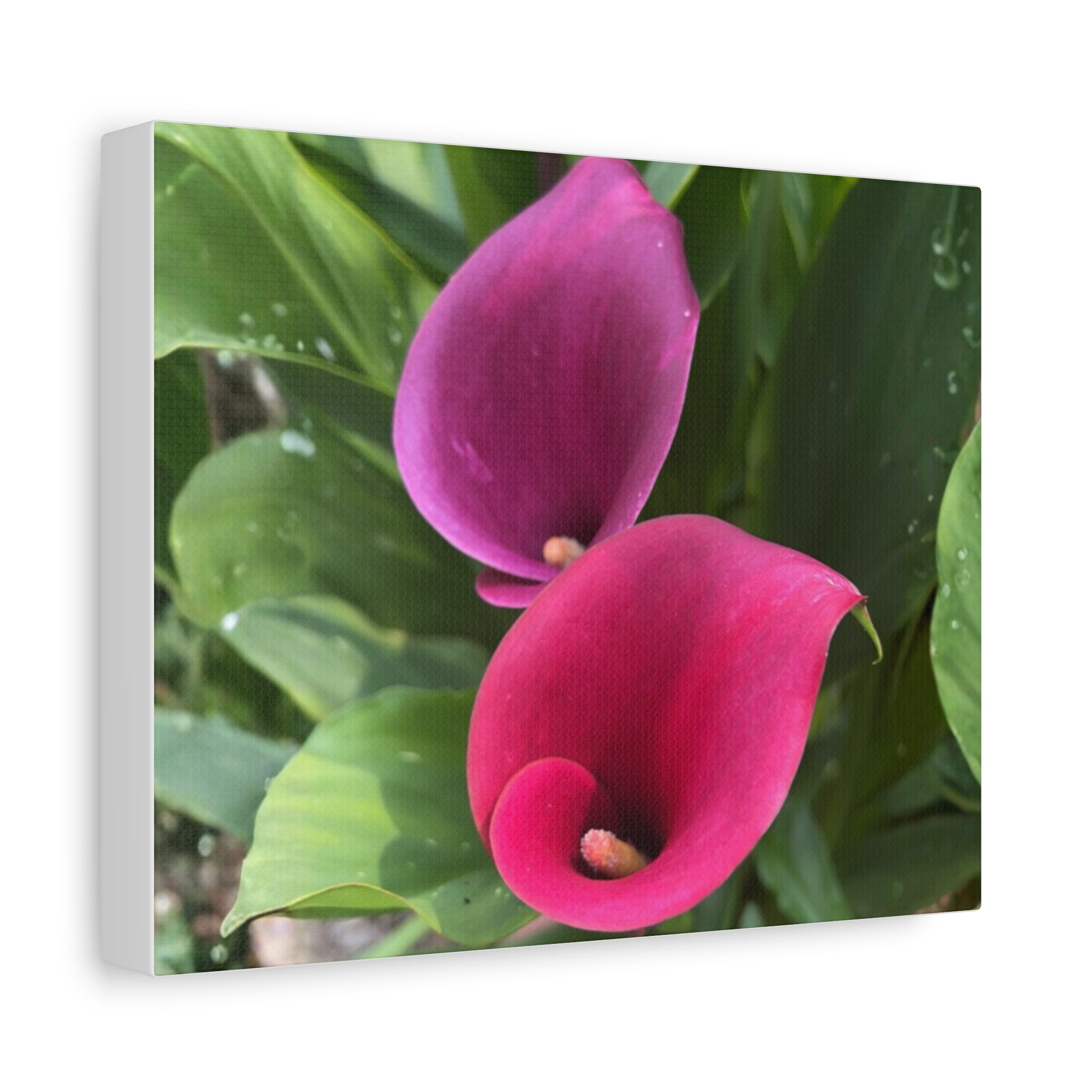 Two Pink Calla Lilies Canvas Print