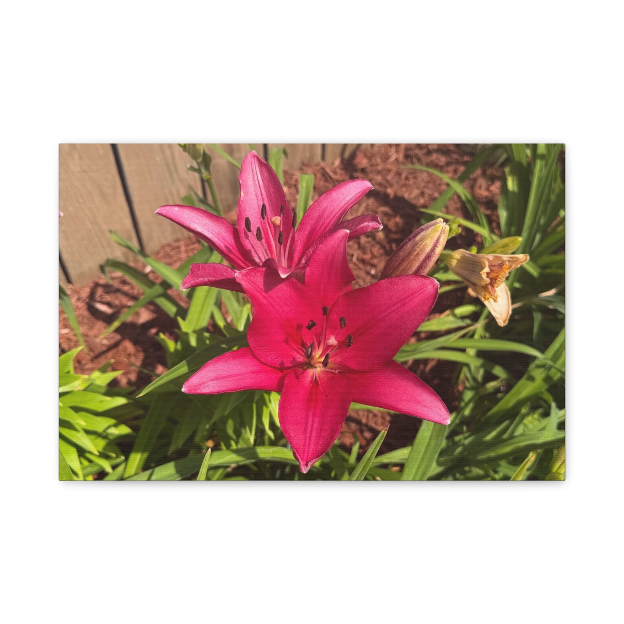 Pink Asiatic Lily Canvas Print