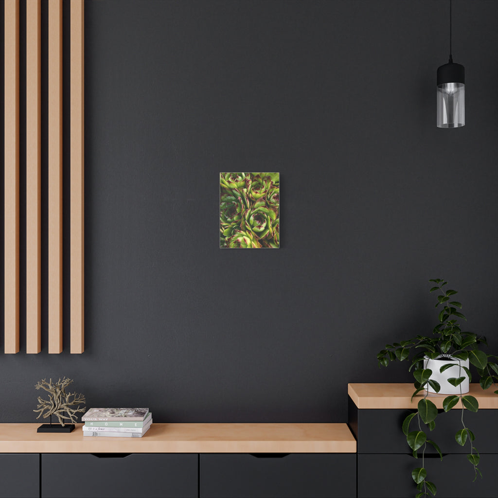 Succulent Garden Canvas Print