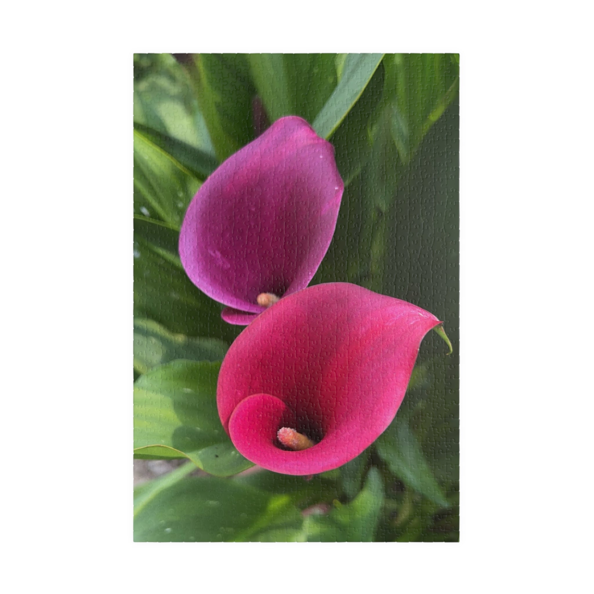 Two Pink Calla Lilies Jigsaw Puzzle