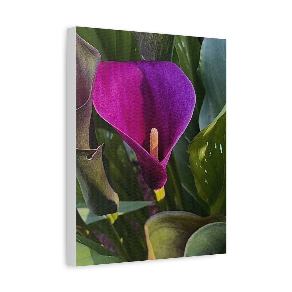 Purple Calla Lily Canvas Print