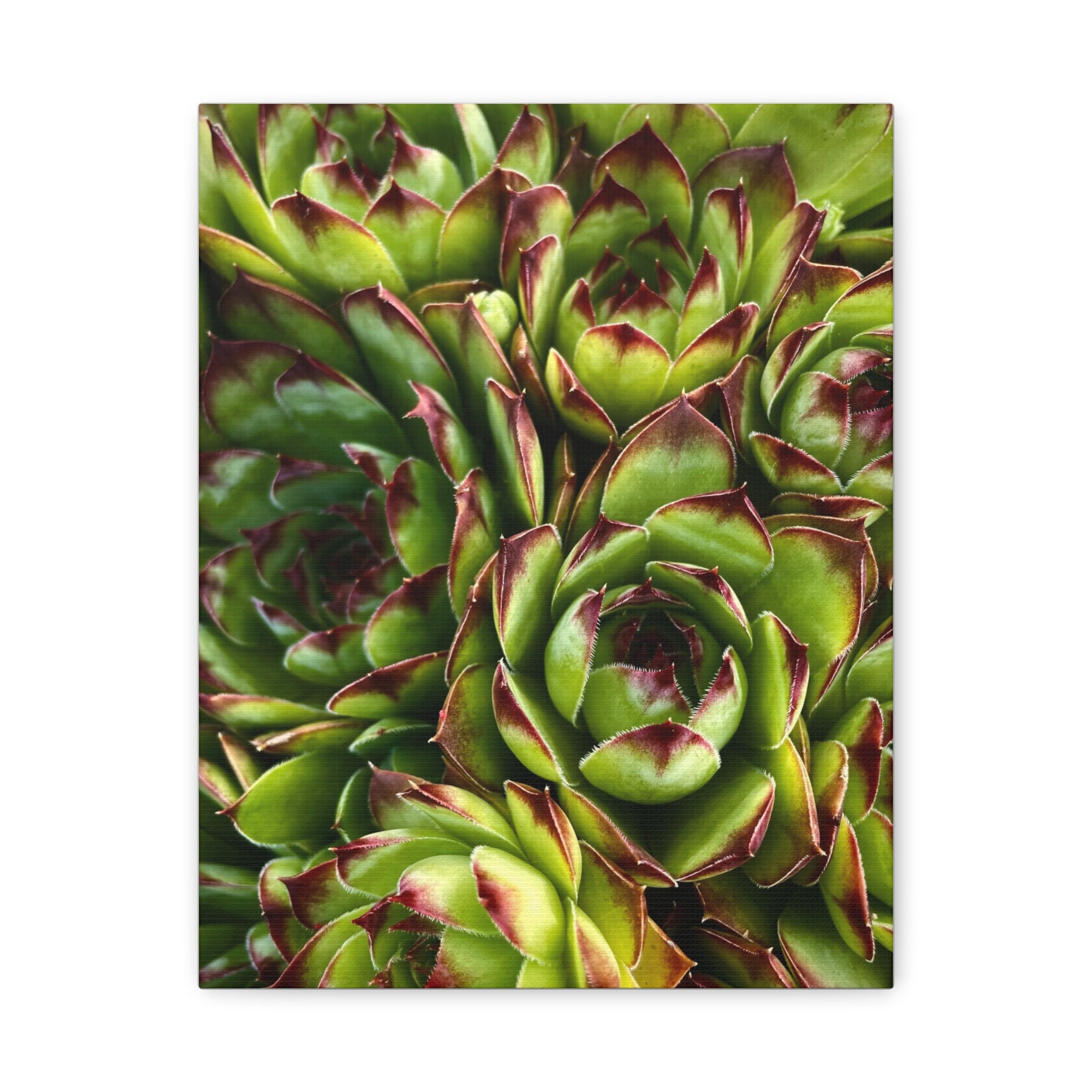Succulent Garden Canvas Print