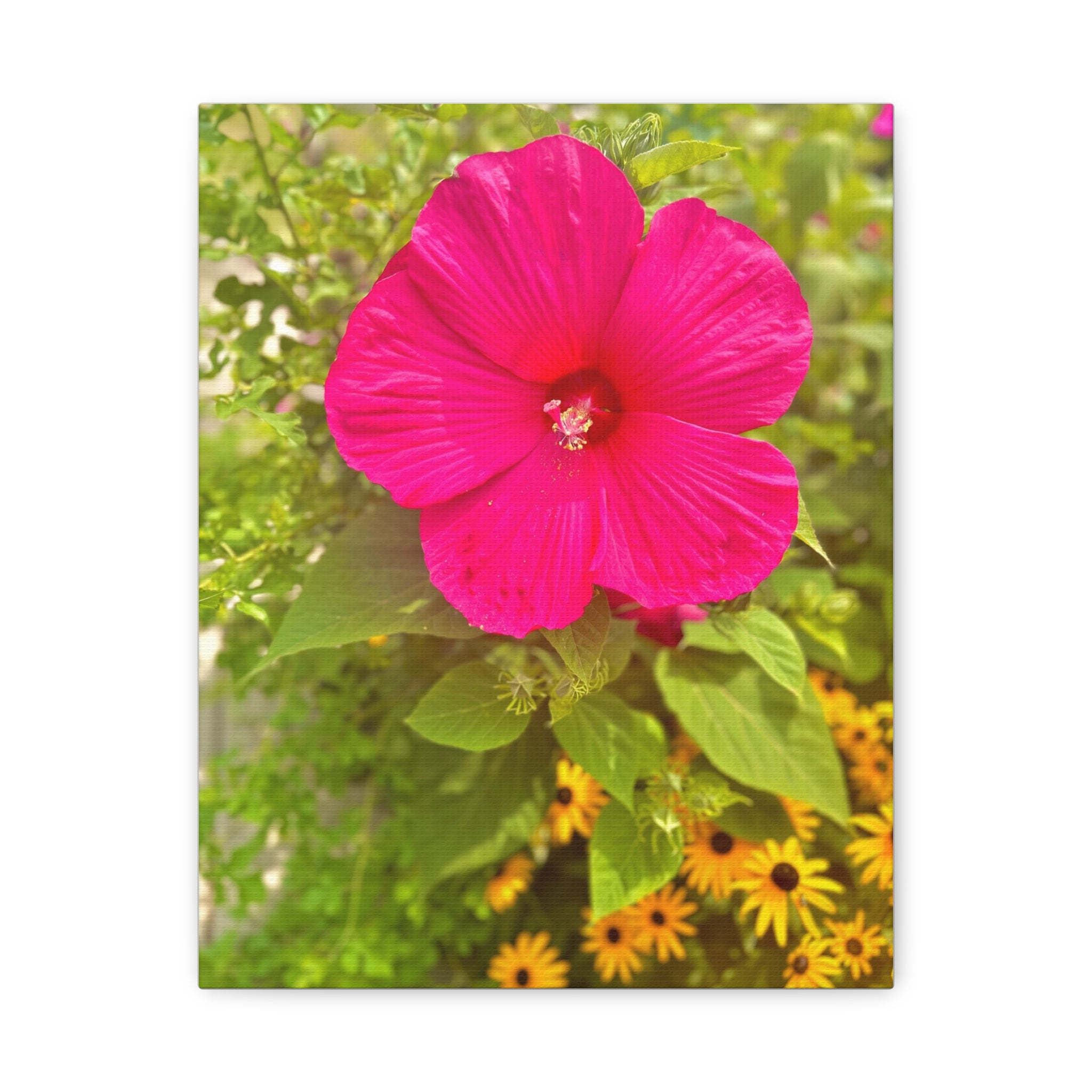 Hot Pink Hibiscus Canvas Print