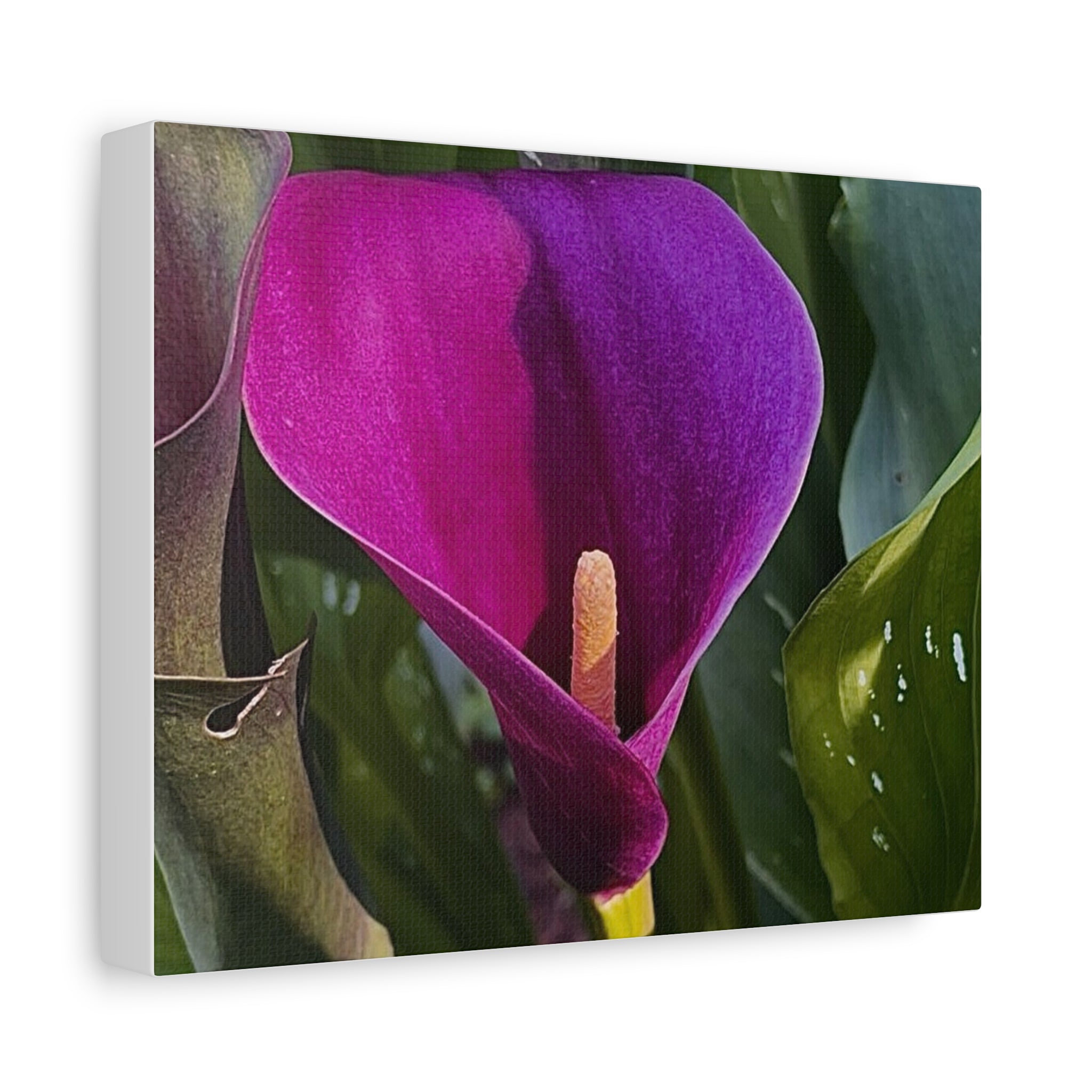 Purple Calla Lily Canvas Print