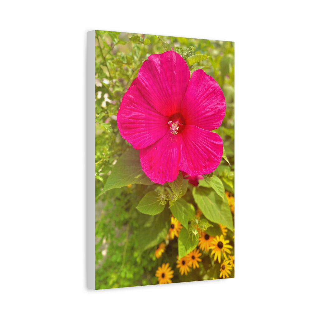 Hot Pink Hibiscus Canvas Print