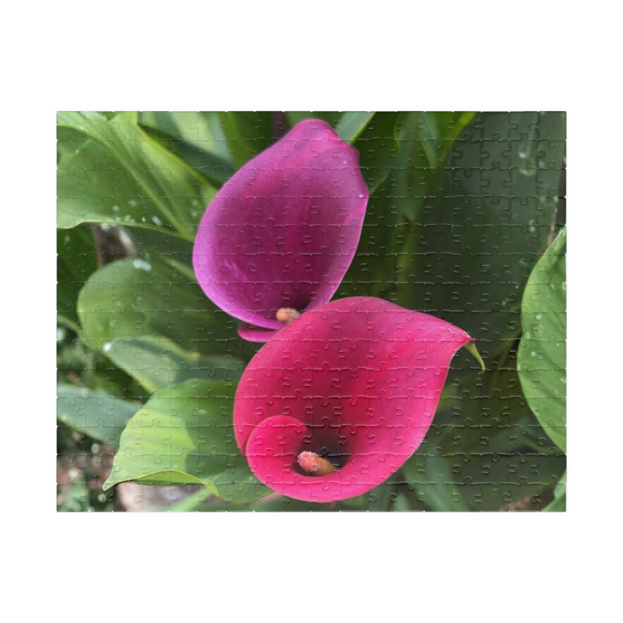 Two Pink Calla Lilies Jigsaw Puzzle