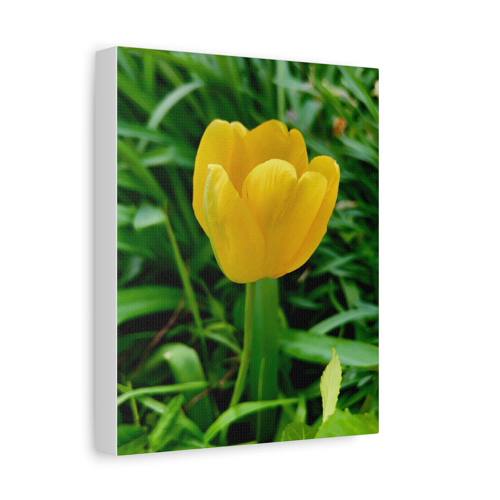 Yellow Tulip Canvas Print