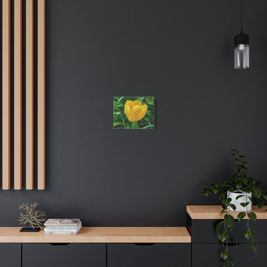 Yellow Tulip Canvas Print