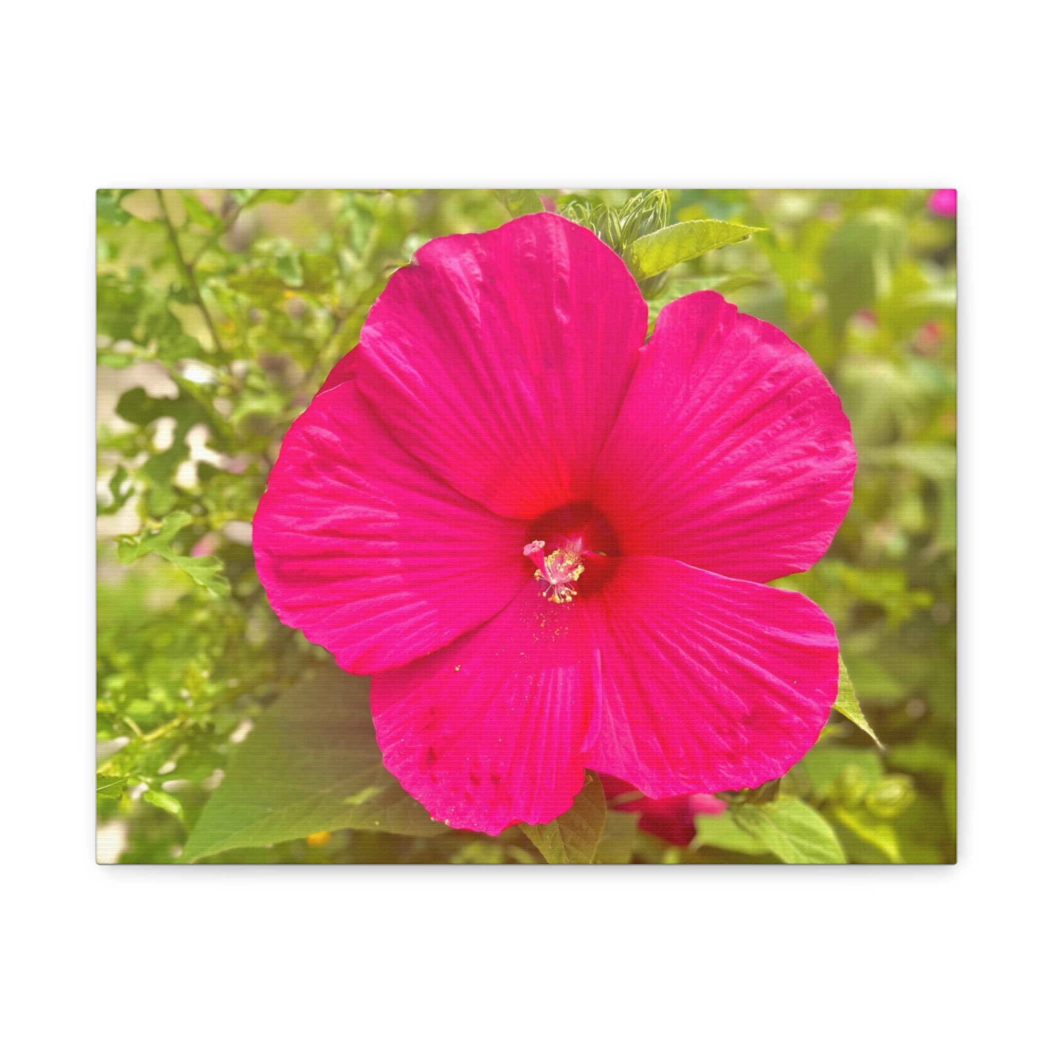 Hot Pink Hibiscus Canvas Print