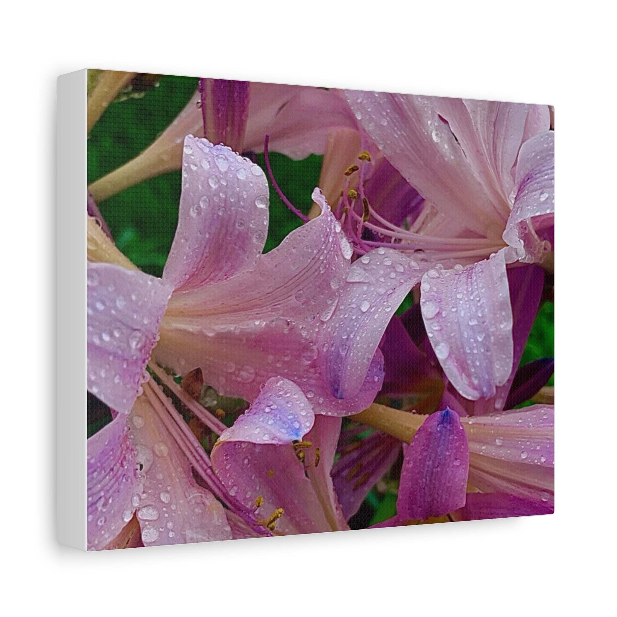 Rainy Pink Lilies Canvas Print