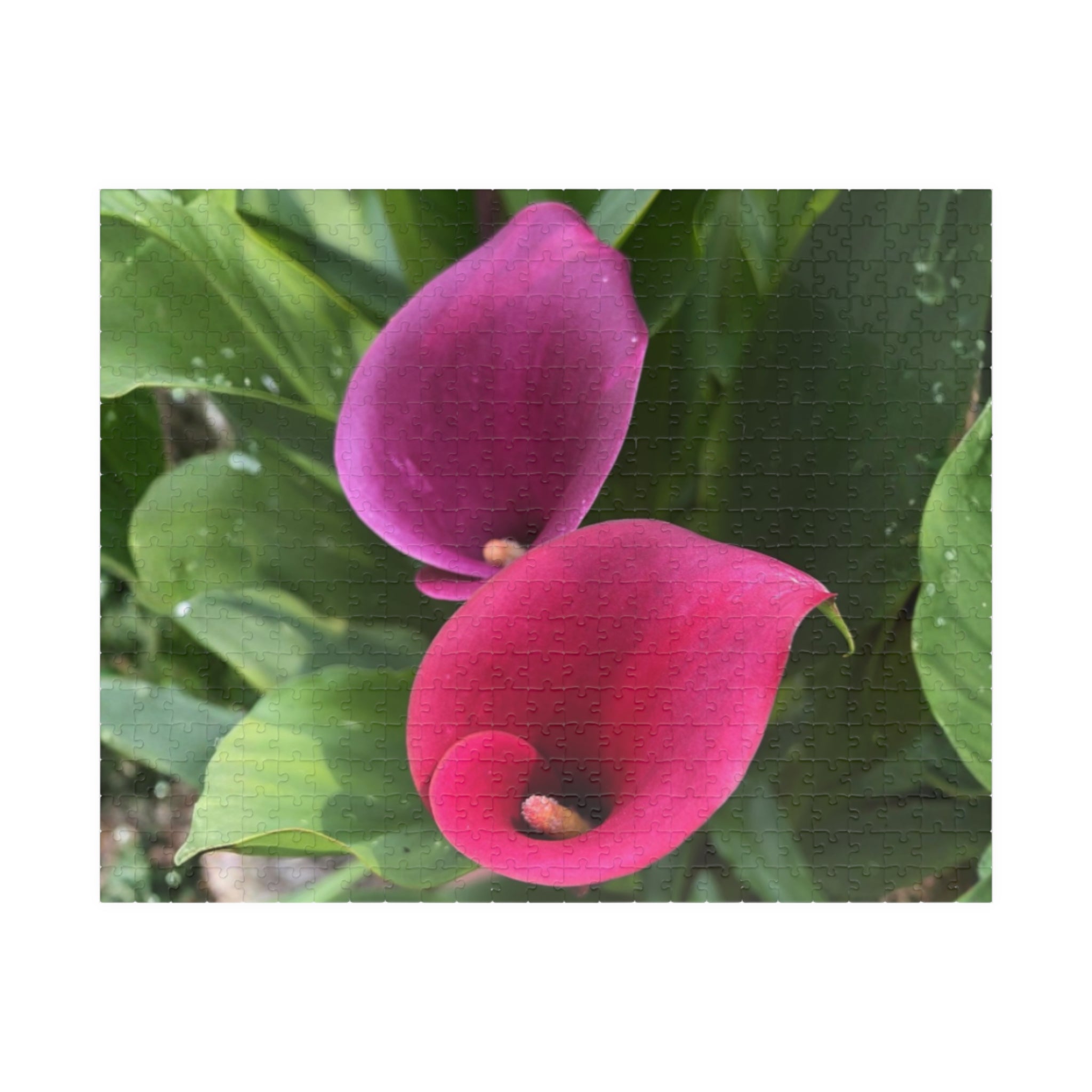 Two Pink Calla Lilies Jigsaw Puzzle