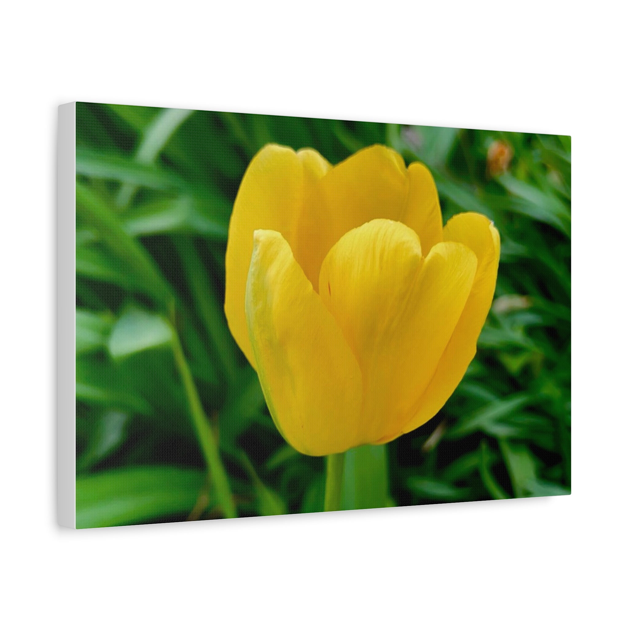 Yellow Tulip Canvas Print
