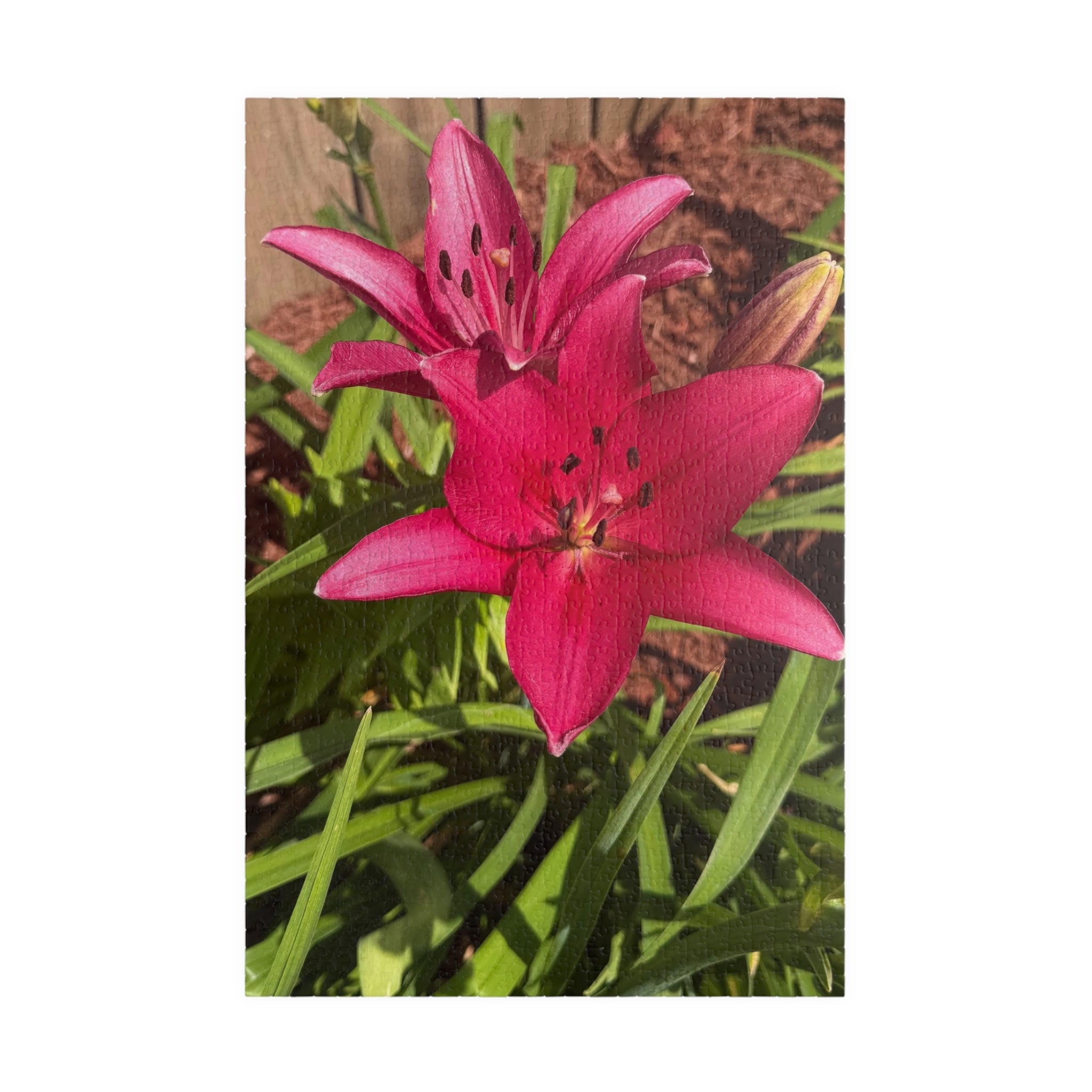 Pink Asiatic Lily Jigsaw Puzzle