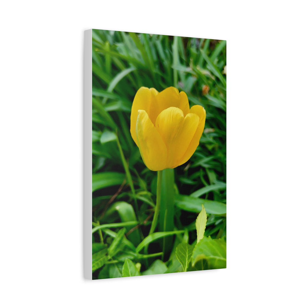 Yellow Tulip Canvas Print