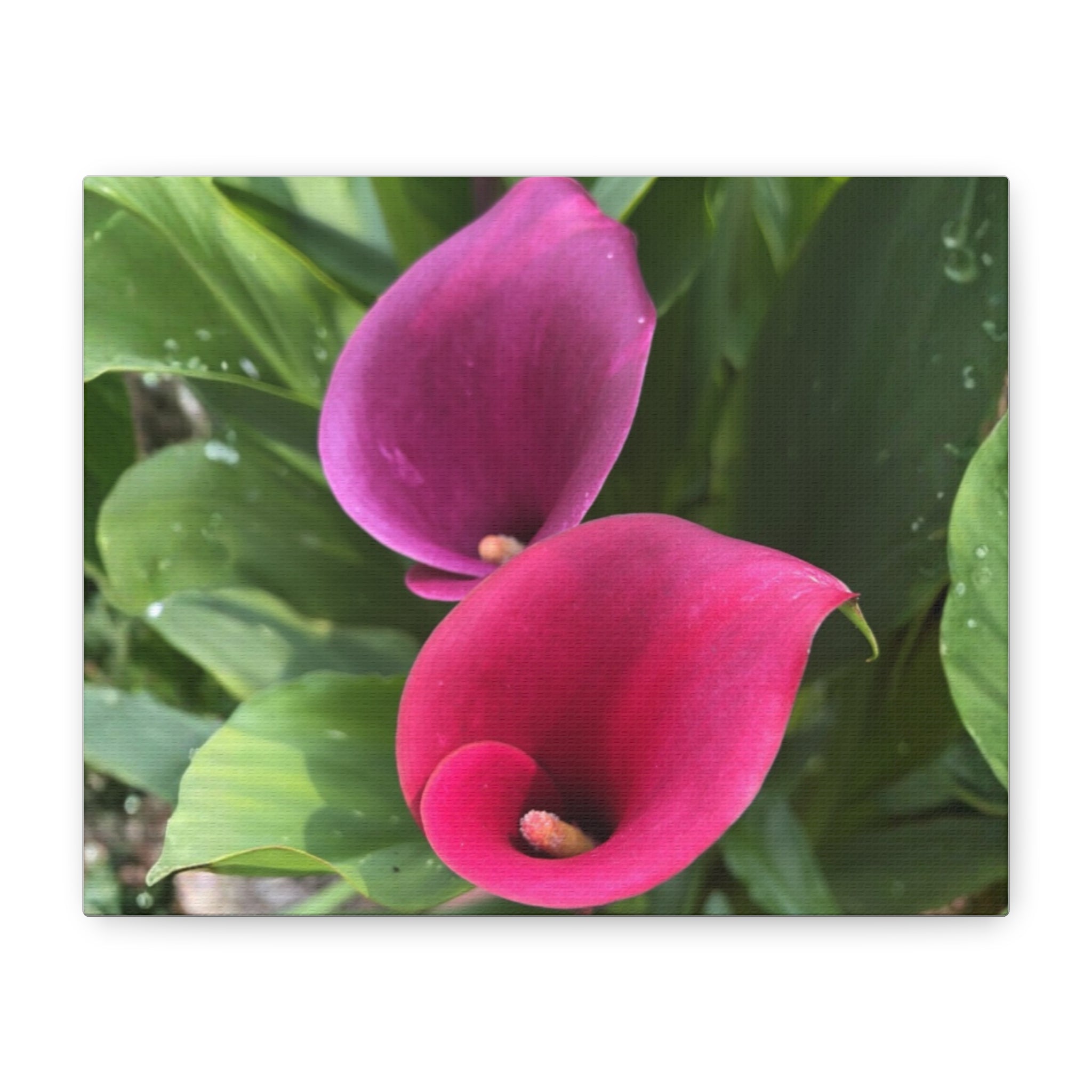 Two Pink Calla Lilies Canvas Print