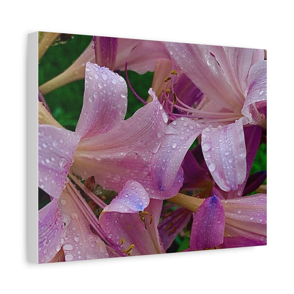 Rainy Pink Lilies Canvas Print