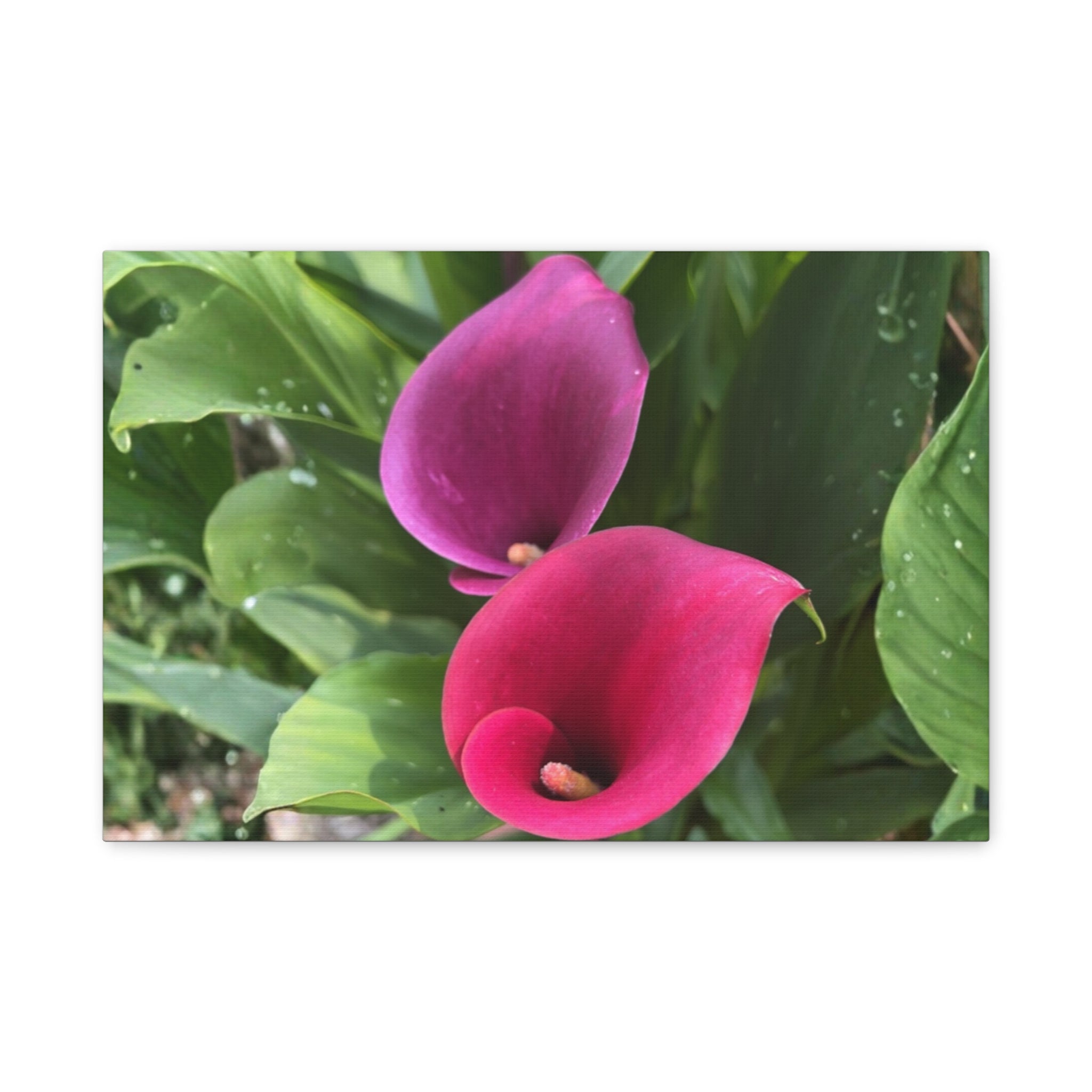 Two Pink Calla Lilies Canvas Print