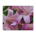 Rainy Pink Lilies Canvas Print