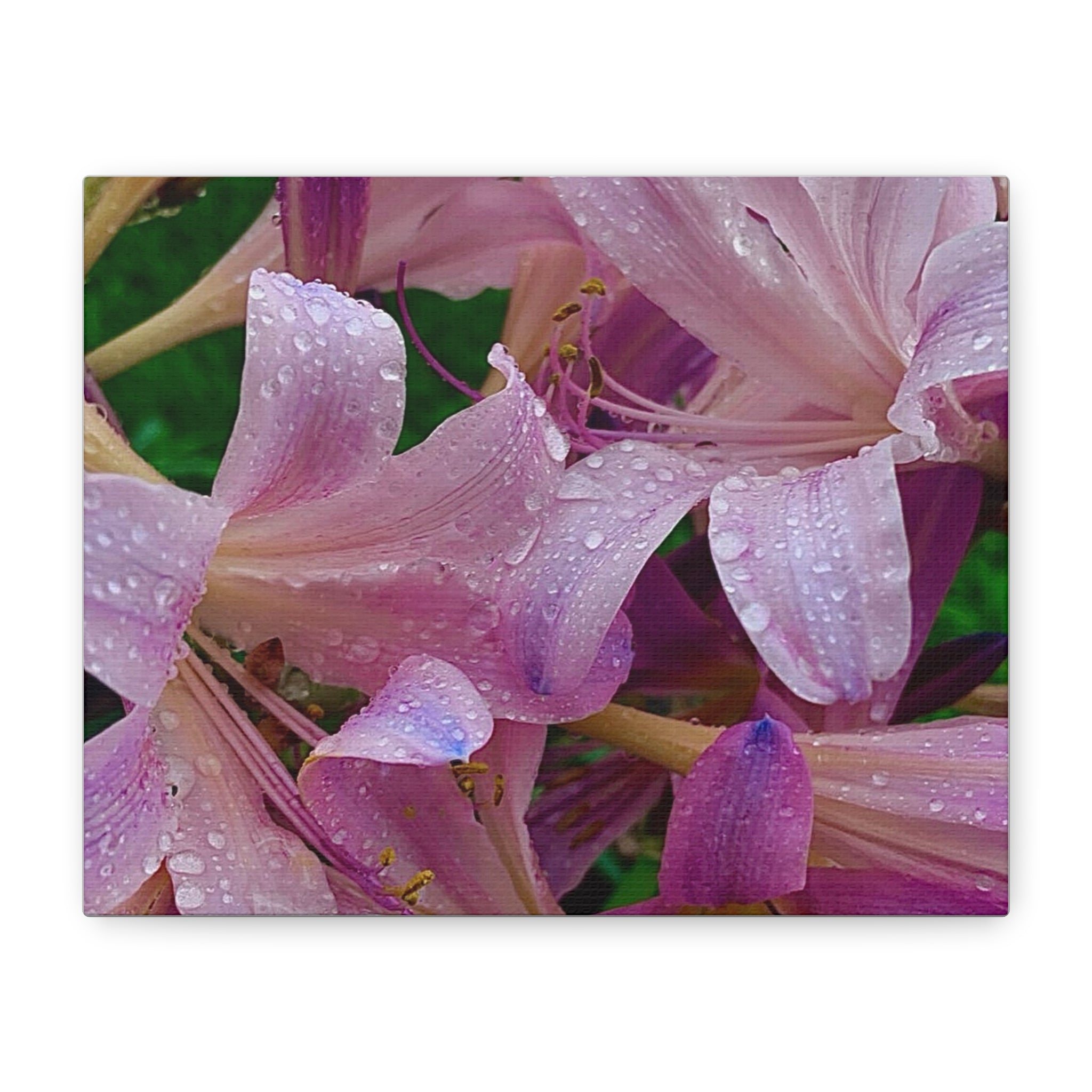 Rainy Pink Lilies Canvas Print