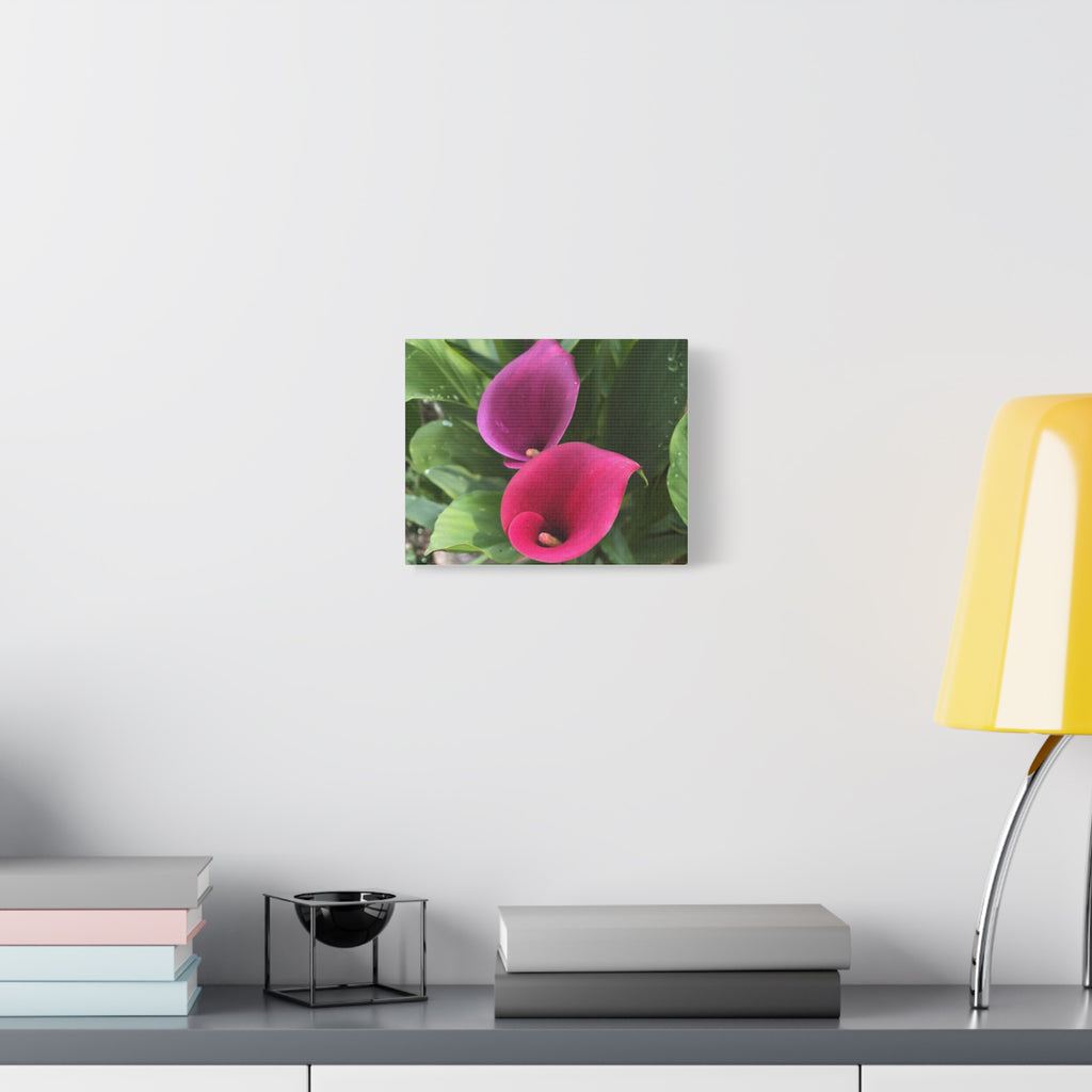 Two Pink Calla Lilies Canvas Print