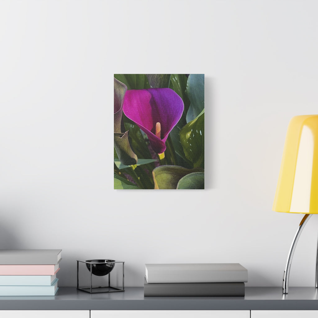 Purple Calla Lily Canvas Print