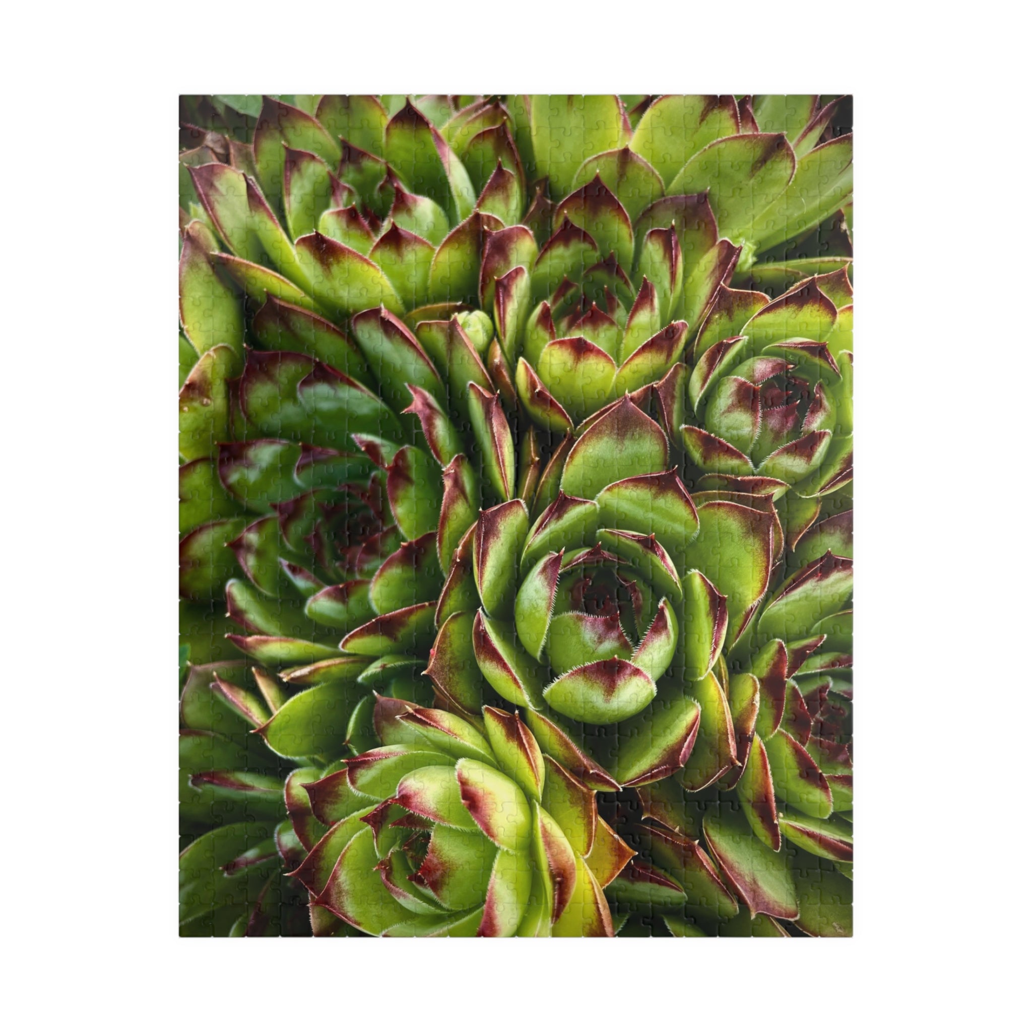 Succulent Garden Jigsaw Puzzle