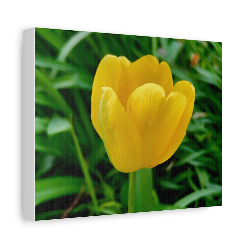Yellow Tulip Canvas Print