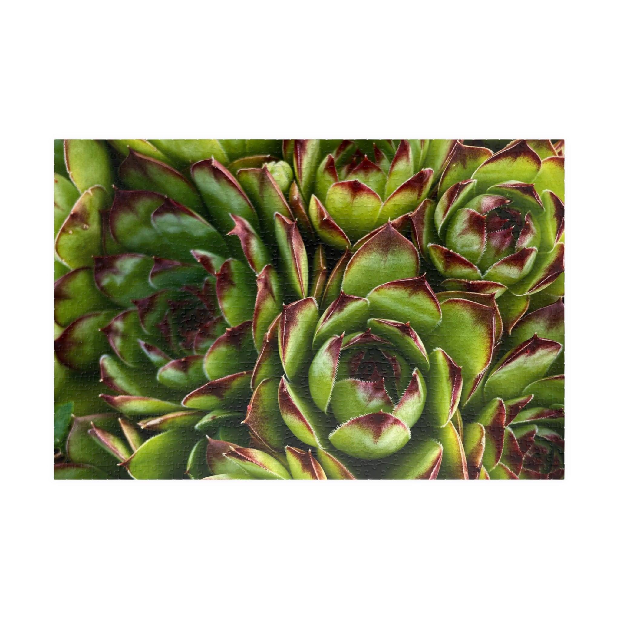 Succulent Garden Jigsaw Puzzle
